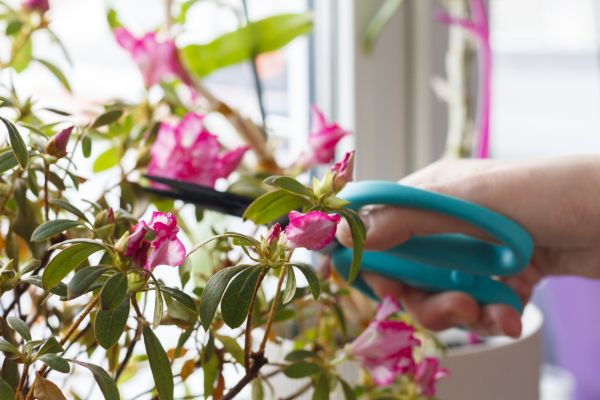 Azalea Pruning in Palm Bay
