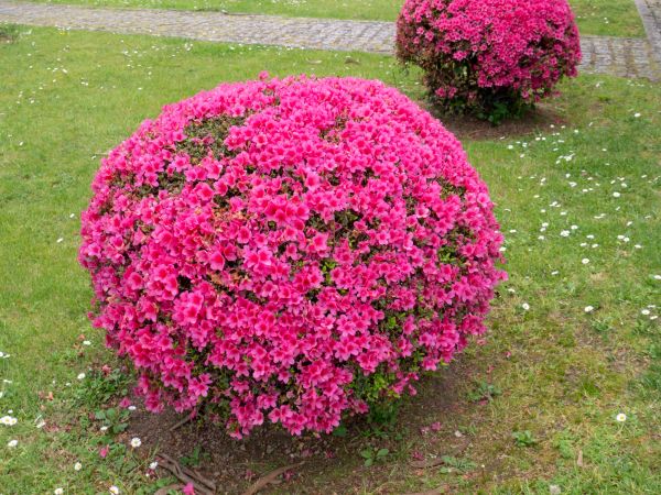 Rhododendron Pruning in Palm Bay