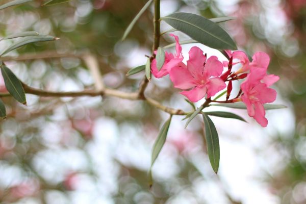 Cost of Oleander Removal in Palm Bay