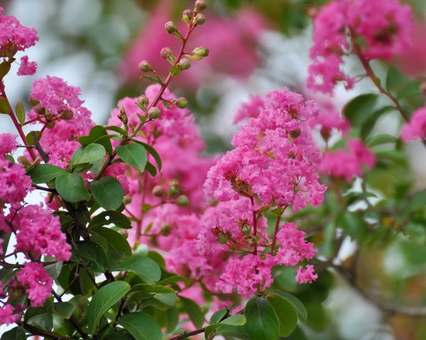 Crepe Myrtle Removal in Palm Bay