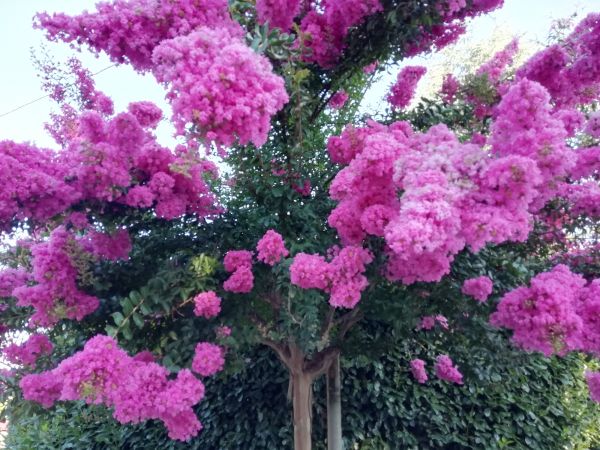 Crape Myrtle Pruning in Palm Bay