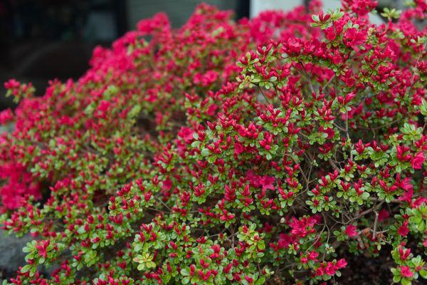 Cost of Weigela Removal Service in Palm Bay