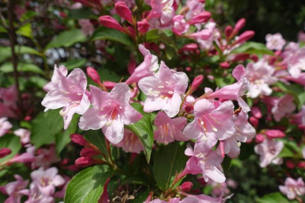 Cost of Weigela Pruning Service in Palm Bay