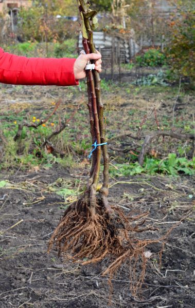Shrub Root Removal in Palm Bay