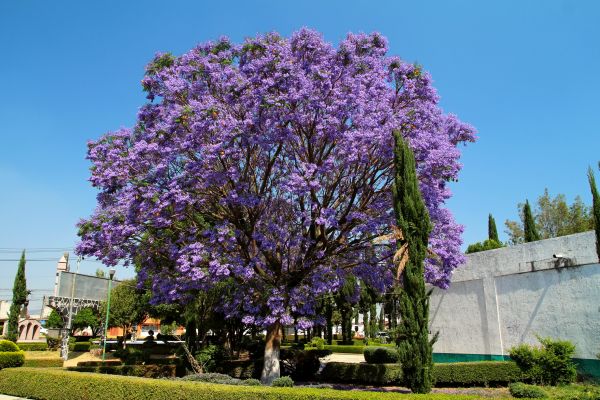 Cost of Jacaranda Pruning in Palm Bay