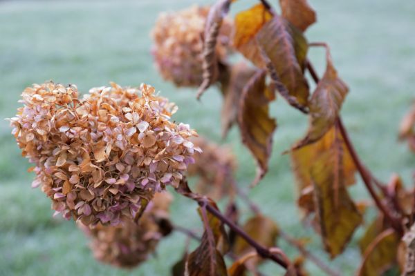 Cost of Hydrangea Removal in Palm Bay
