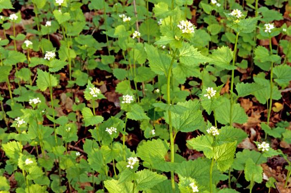 Cost of Garlic Mustard Removal in Palm Bay