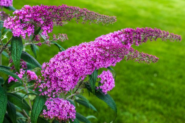 Butterfly Bush Removal in Palm Bay