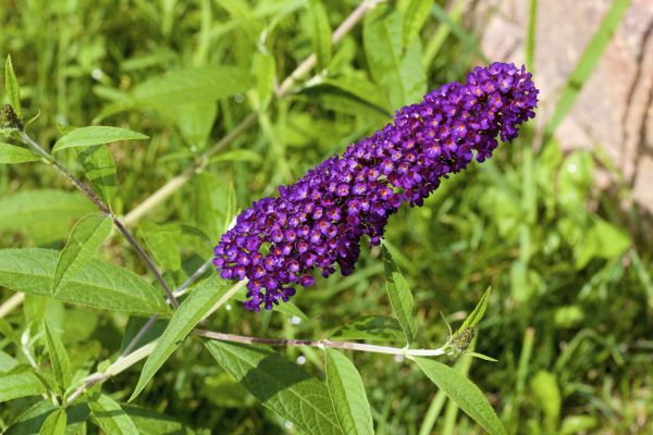 Butterfly Bush Pruning in Palm Bay