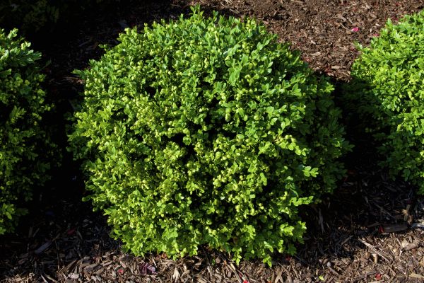 Boxwood Removal in Palm Bay