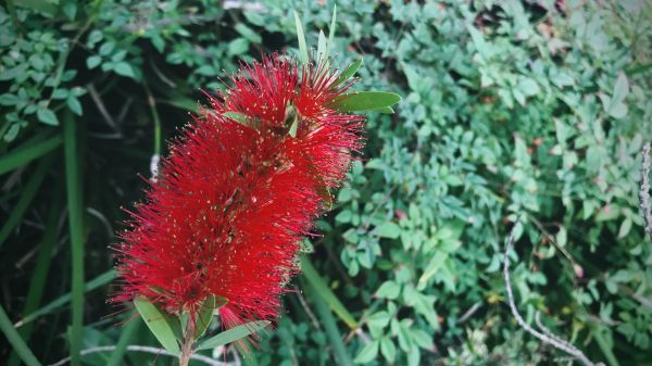 Bottlebrush Pruning in Palm Bay