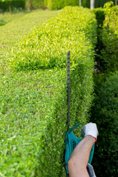 Hedge Trimming in Palm Bay