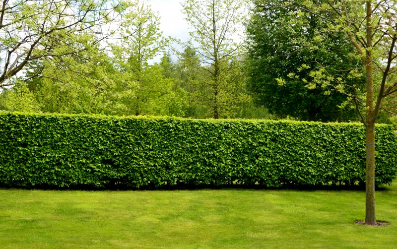 Hedge Shaping Service